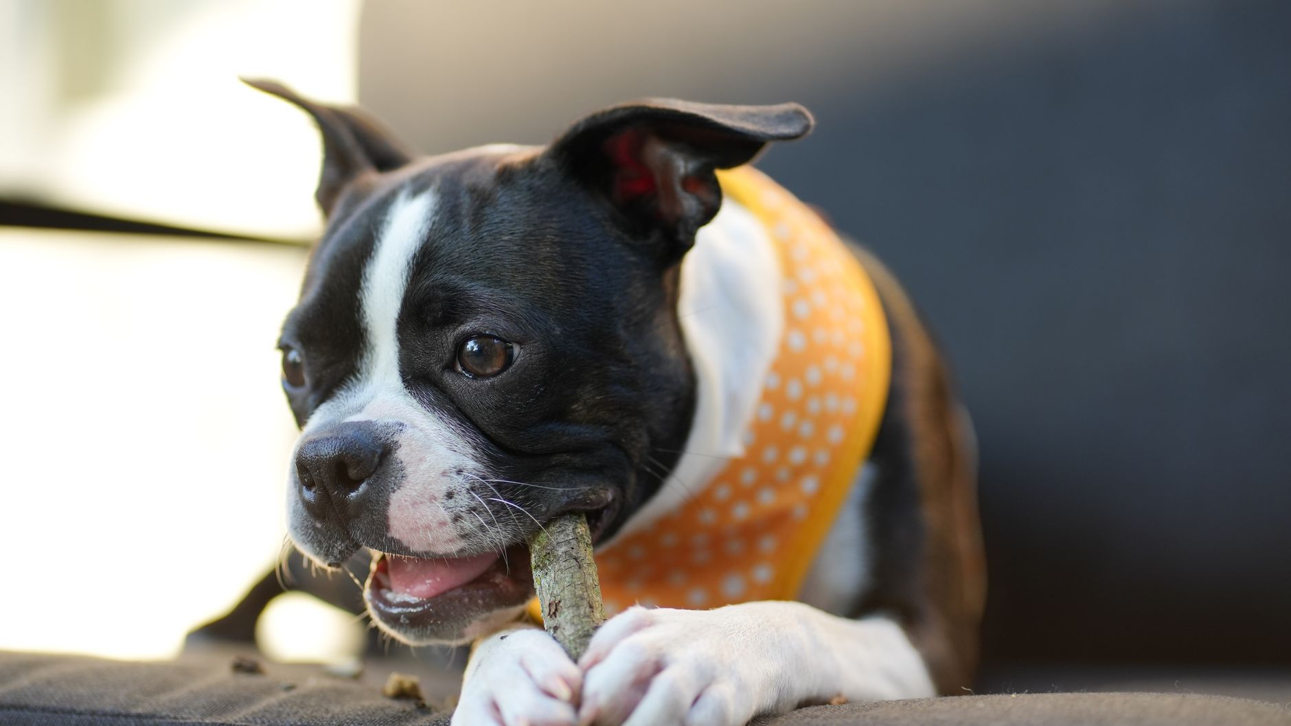 Dog Treat Gifting Revise Cue: Sweet Static of Dog Bag Waiting Use Date Coincidences