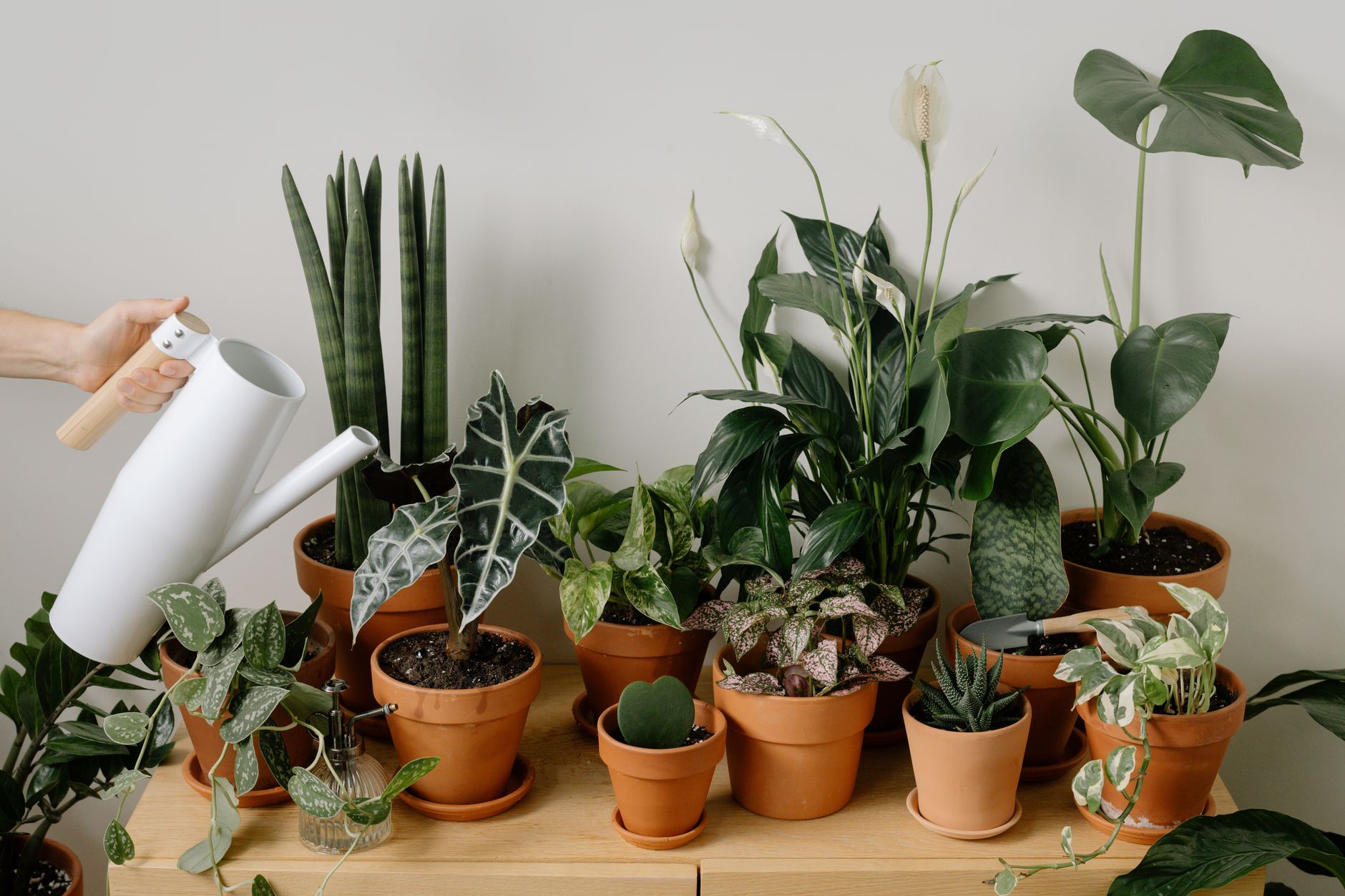 Plant Care Subscription: Green Index Bar Colour Static to Flip When Moisture or Life Credit Run